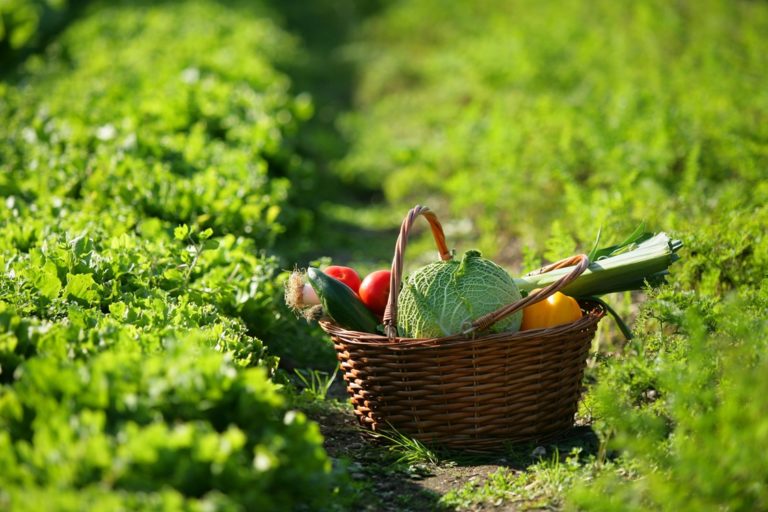 panier de légumes dans un potager
